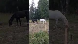 конь и мужик