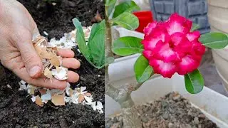 Cara mengolah cangkang telur untuk tanaman