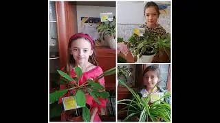 Галерея кімнатних рослин