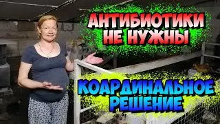 Обработка клетки для птенцов🐓