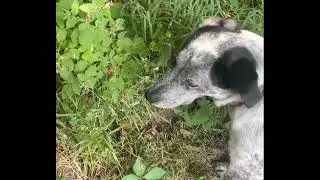 Dog Picks Blackberries