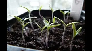 Sample tomato traffic spider ants freefall
