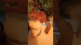 Шустрила пришёл на завтрак#2024#squirrel#animals#белка