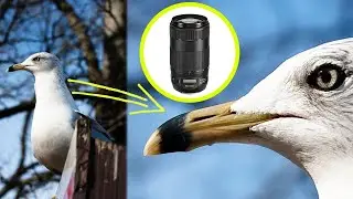 Best Canon Telephoto Zoom Lens : Canon Ef 70-300mm F/4-5.6 Is Ii Usm Lens Review — 2023