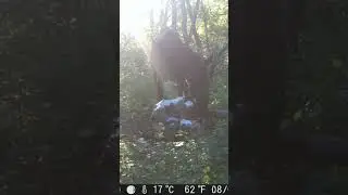 МАМА С ЛИСЁНКОМ ПОПАЛАСЬ НА ВИДЕО 🎞️