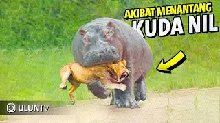 Singa Terlalu Nekat Ingin Memangsa Kudanil, Akhirnya Jadi begini