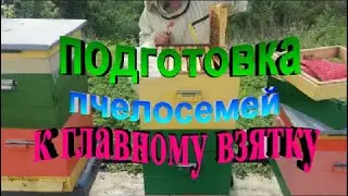 Подготовка пчелосемей к главному взятку