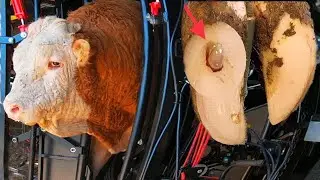 DANGEROUS HOOF INFECTION: Emergency Surgery Saves Prize Bull 😲💉 | GRAPHIC VETERINARY PROCEDURE