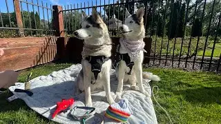Vlog From Mochi And Cynthia’s Birthday 🎂