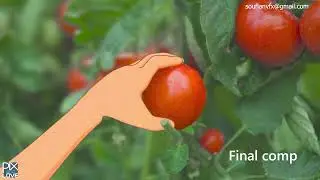 Aicha Pub vfx making of Tomato
