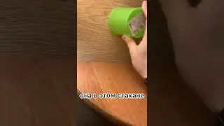 Когда ненавидишь мух, а убивать жалко…