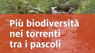 Biodiversità nei torrenti di alta montagna