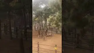 Сильный олень