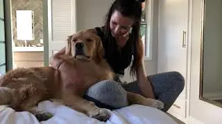 Louie the Golden Retriever Won't Give Up on Mom Scratchies