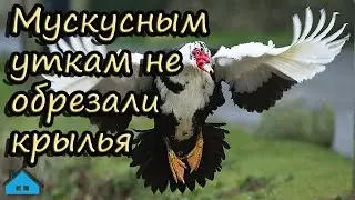 Мускусным уткам не  обрезали крылья
