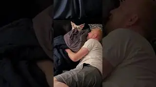She is daddy's best friend 🥰 #pitbullshorts #ilovemypitbull #pitlove #lovemydog #pitbullpride