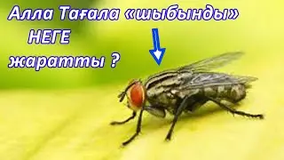 Алла Тағала шыбынды не үшін жаратты?