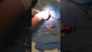 Rabbit spay