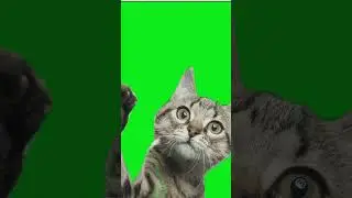Real cat waving [Green Screen]