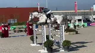 Chantilly - mare, 2010, by Baloubet du Rouet x Capitol I, 145cm jumping CSIU25