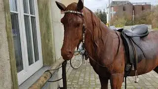 Ржавая металлическая лошадь
