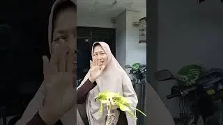 ibu 2 penggemar Pete.