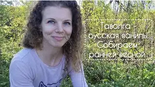 Таволга - русская ваниль. Собираем ранней весной.