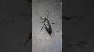 Белостома, или гигантский водяной клоп