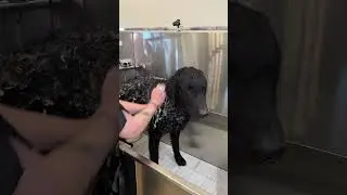 Doggy Daily 354: Junior the Curly Coated Retriever 🐾 #curlycoatedretriever #doggrooming
