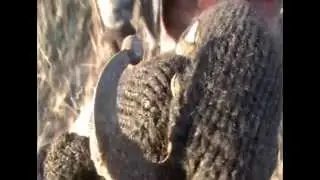 Кладоискатели (Серебришко+Мультфильм)