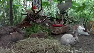 Circle