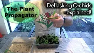 Deflasking Orchids - explained!