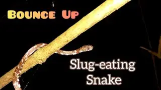 Cloud Snake or Slug Eating Snake (Sibon nebulatus)