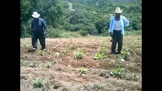 LA IMPORTANCIA DE LOS CULTIVOS