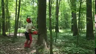 Felling Large Ash Tree With Husqvarna 3120xp 28” Bar