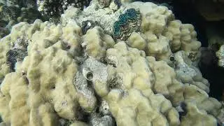 Marsa-Alam, Abu Dabbab, Malikia reef