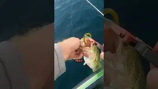 How NOT to Work A Dropshot Rig #bassfishing