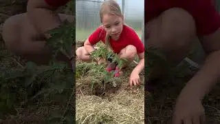 Юному агроному объяснили что такое пасынки на томатах