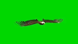 Eagle || Green screen eagle || eagle flying green screen ||chroma key || 4K HD || 