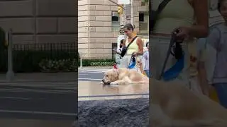 NYC hot summer Dog Days! #nyc #shorts #summer #dog #doglover #summervibes #dogday #doggie #cute