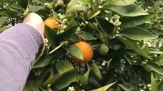 Help! Orange tree is slowly dying