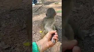 cute monkey #pets #shorts #monkey #funnyvideo #thucung