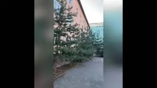 "Мектеп ауласы" атты шеру