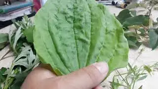🌱Сбор трав в начале ИюНя. Какие травы собирать.🤔