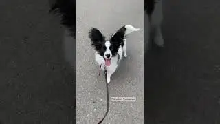Папийон 6 месяцев. Турмалин. 