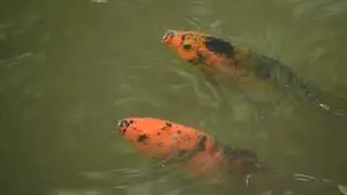 Total relax music with Koi Fish and water