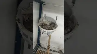 Nidiata di Agata 2024....con un intruso!