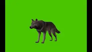 wolf green screen copyright free.cartoon maker for kids