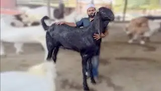 Дунёдаги энг катта Эчки