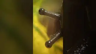 Маленькая улитка под микроскопом